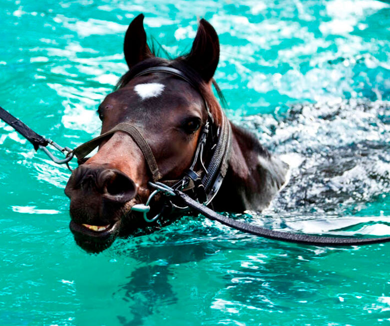 Escuela para caballos